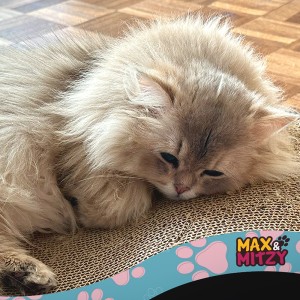 griffoir pour chat en carton résistant