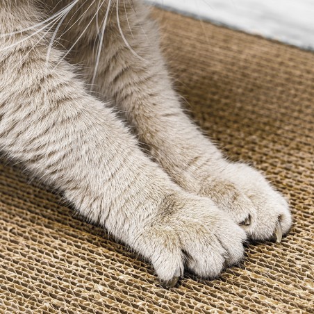 chat qui fait ses griffes